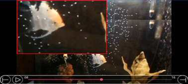 Video Player - Magnified